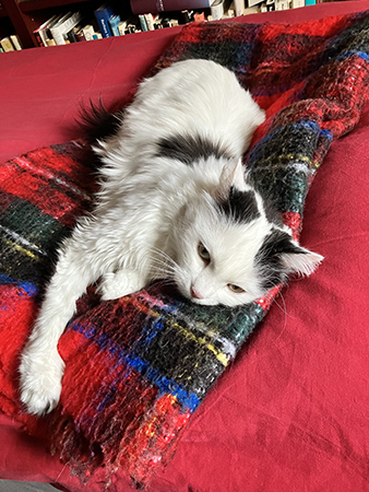 Citrus på pläden på sängen i Bokrummet