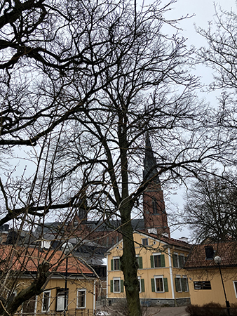 Domkyrkotornen bakom trädgrenar