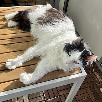 Lucifer på balkongbordet i solen