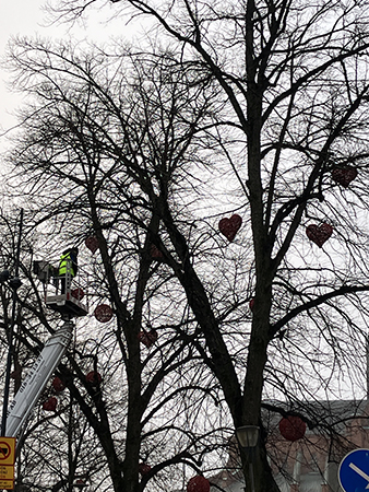 Nedtagning av bollar och hjärtan i träd i Uppsala Nedtagning av bollar och hjärtan i träd i Uppsala