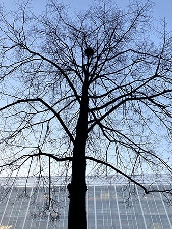 Fågelbo högt uppe i ett träd