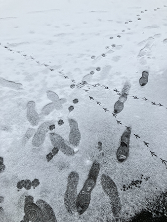 Fotspår fågelspår och tassar i snön
