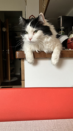 Lucifer på köksbänken