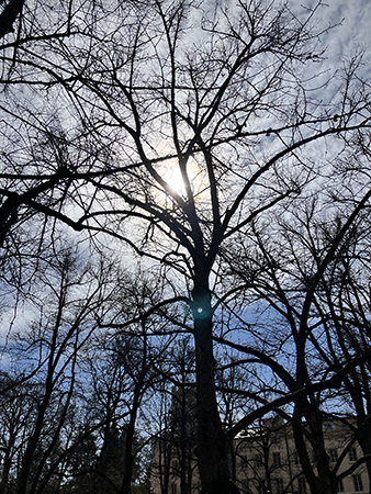 Svag vårsol mellan trädgrenarna i Engelska parken