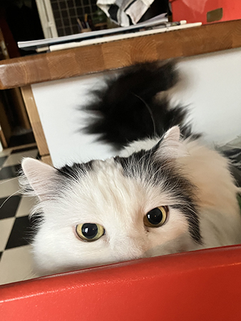 Citrus på låda intill köksbordet