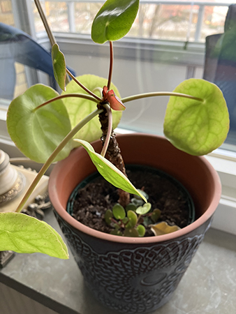 Krukväxt som Anna lämnat