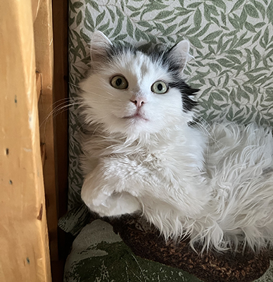 Citrus i Annas kökssoffa