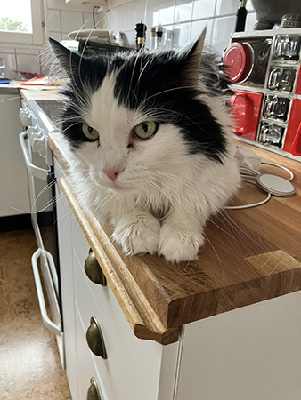 Lucifer i Annas kök