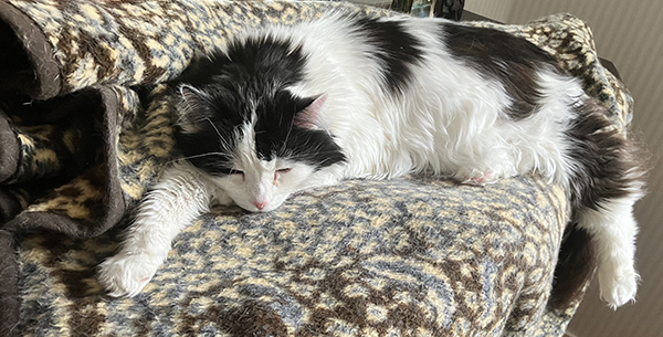 Lucifer på leopardfilten på ekbyffén