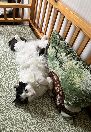 Lucifer utfläkt i Annas kökssoffa