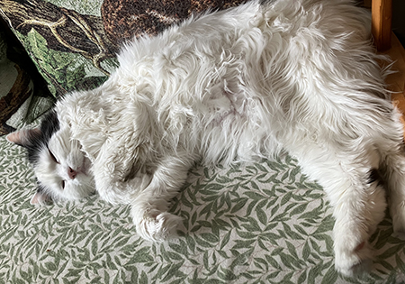 Citrus sover i Annas kökssoffa