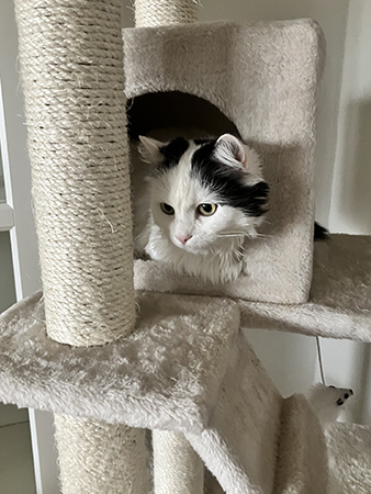 Citrus i en av kojorna i klätterpelaren