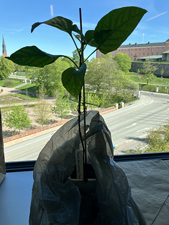 En paprikaplanta i jobbönstret