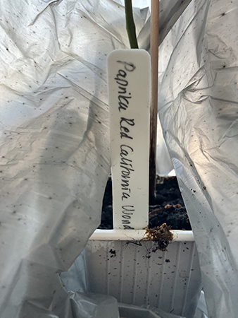 Skylt paprika red California