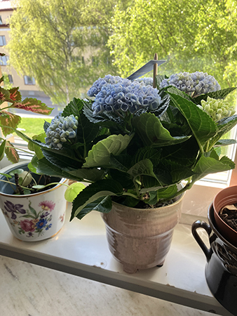 Hortensia i fin kruka i sovrummet
