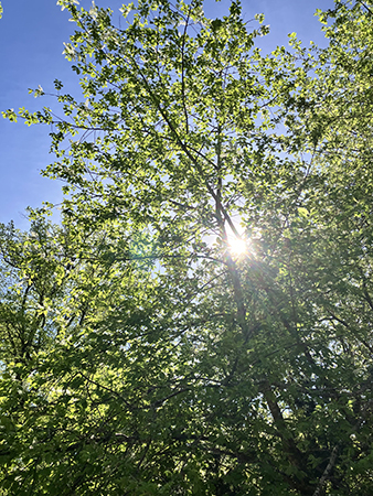 Majsolen bakom ett träd