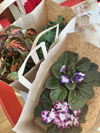 Två kassar med krukväxter från Nya Björcks Blomsterhandel