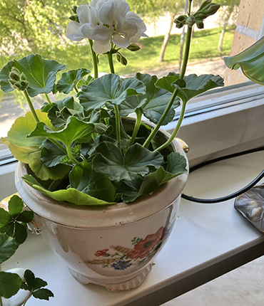 Vita pelargonen i sovrumsfönstret