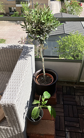 Olivträd och paprikaplanta på balkongen