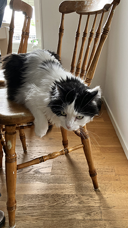 Lucifer på en pinnstol i Annas kök