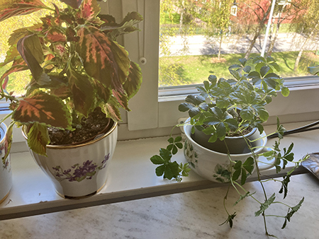 Nya krukväxgter i sovrummet