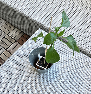 Paprikaplantan på min balkong