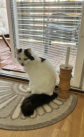 Citrus vid Annas balkongdörr