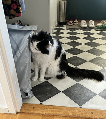 Lucifer slickar på en påse hos Anna