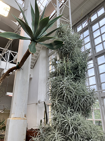 Kaktusar upp i taket