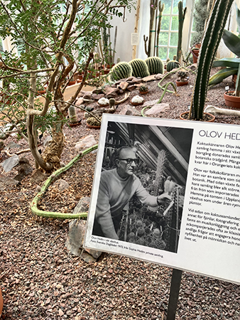Olov Hedin som ägde kaktusarna och skänkte dem