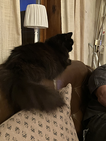 Lukas på soffryggen