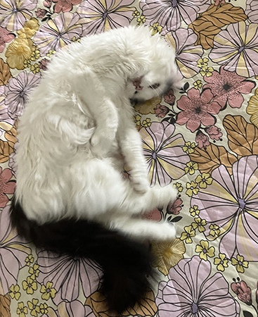 Citrus på Annas säng 1