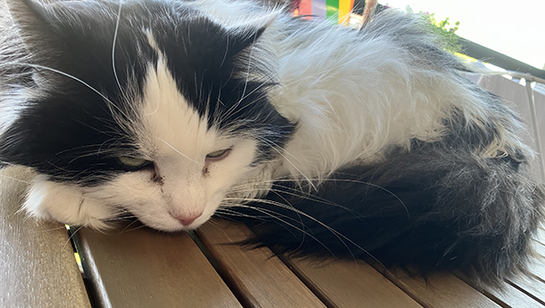 Lucifer ligger på Annas balkongbord