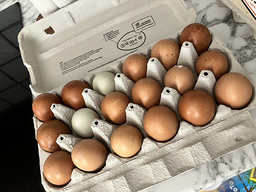 Ägg från Vs frigående höns Ägg från Vs frigående höns