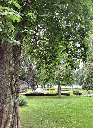 Grönt i Stadsparken