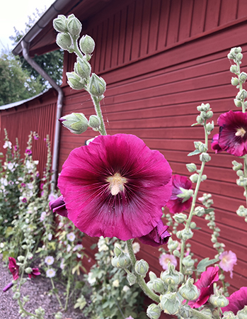 Mörkrosa stockrosor