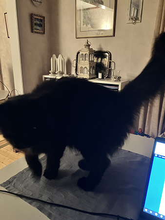 Huvudlös Lukas Katt på bordet