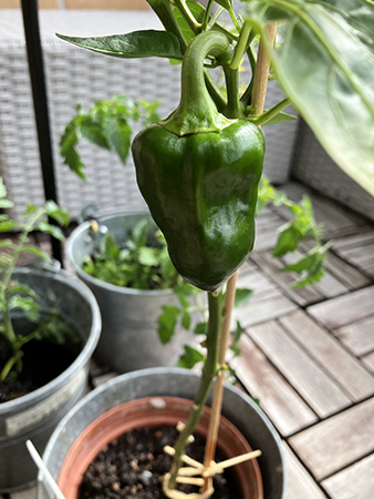 Första paprikan på balkongen på g