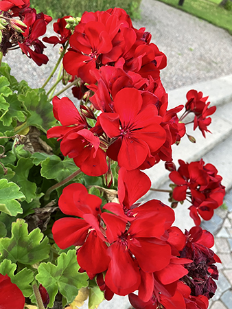 Väldigt röda pelargoner Väldigt röda pelargoner