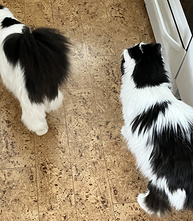 Citrus och Lucifer springer ur bild hos Anna