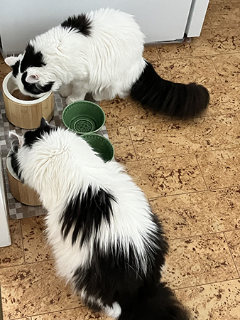 Matdags för Lucifer och Citrus