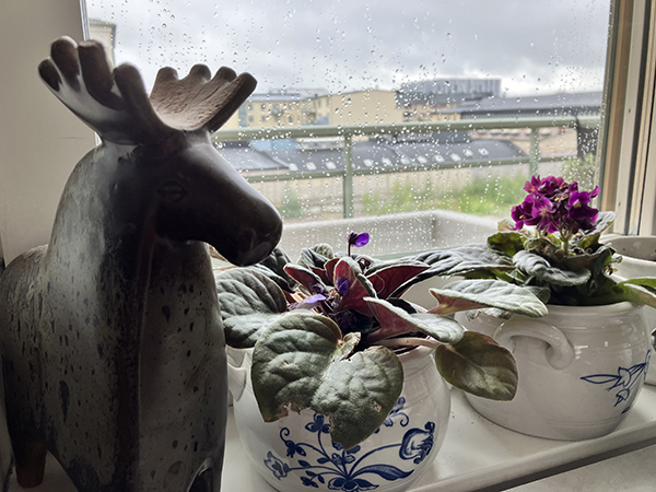 Älgen och de stor St Pauliorna i köksfönstret