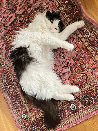 Lucifer på Annas Georgiamatta