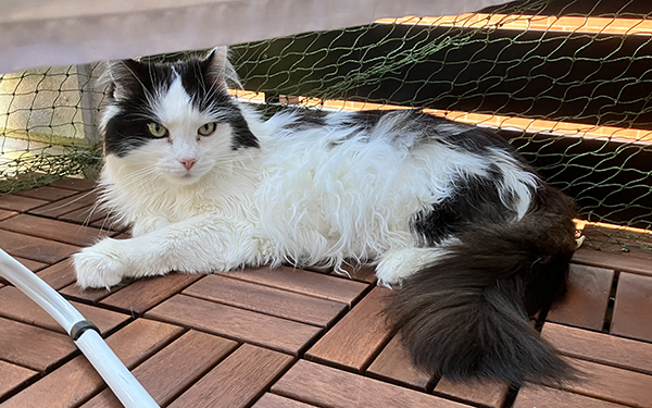 Lucifer på Annas balkong