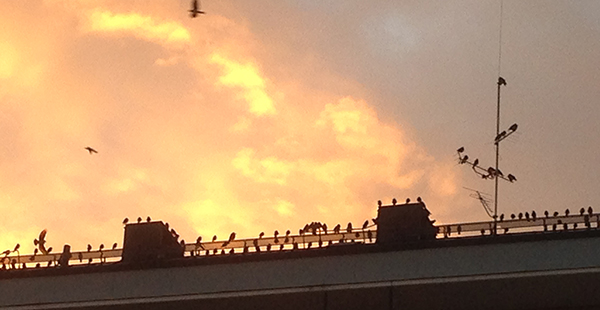 Fåglar mot kvällshimmel Fåglar mot kvällshimmel