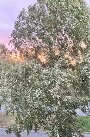 Björken utanför arbetsrumsfönstret i solnedgång