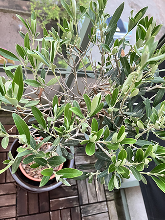 Olivträdet på balkongen