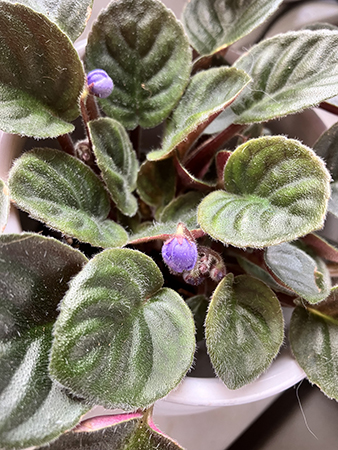 Små knoppar i lilla Saint Paulian