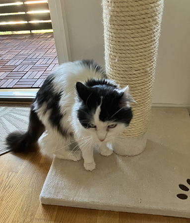 Lucifer vid klöspelare hos Anna