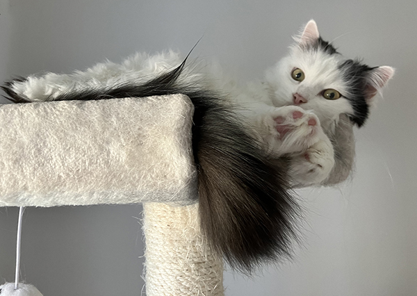 Citrus högst upp i klätterträdet hos Anna tittar rakt in i kameran